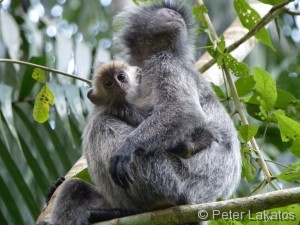 Silberner Haubenlangur