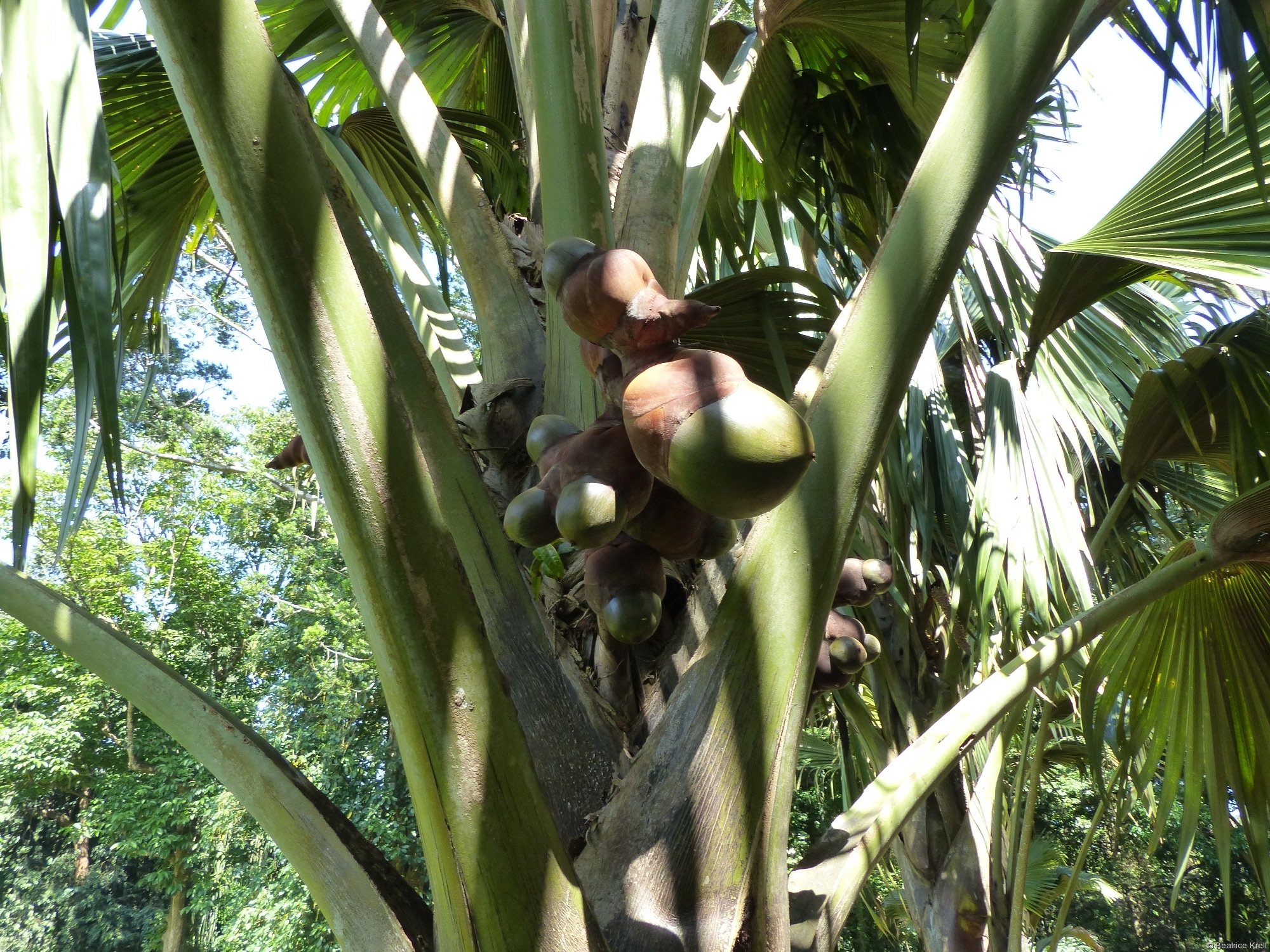 Die Doppelkokosnüsse im Botanischen Garten waren auch größer als gewöhnliche Kokosnüsse.