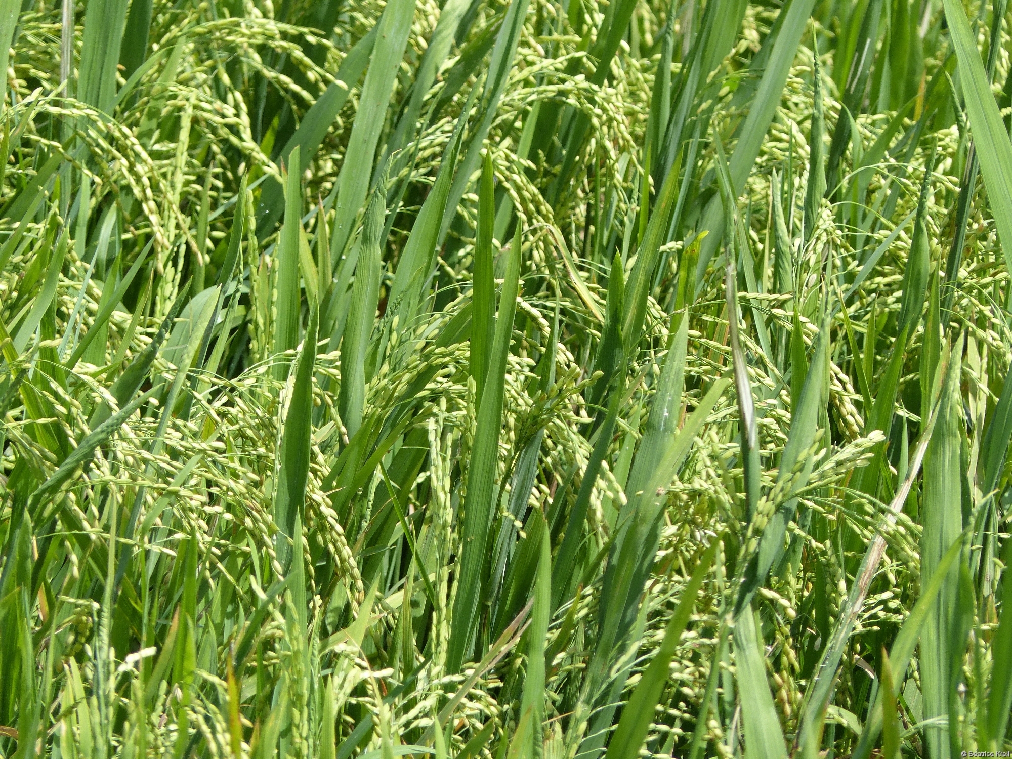 Erntereife Reispflanzen