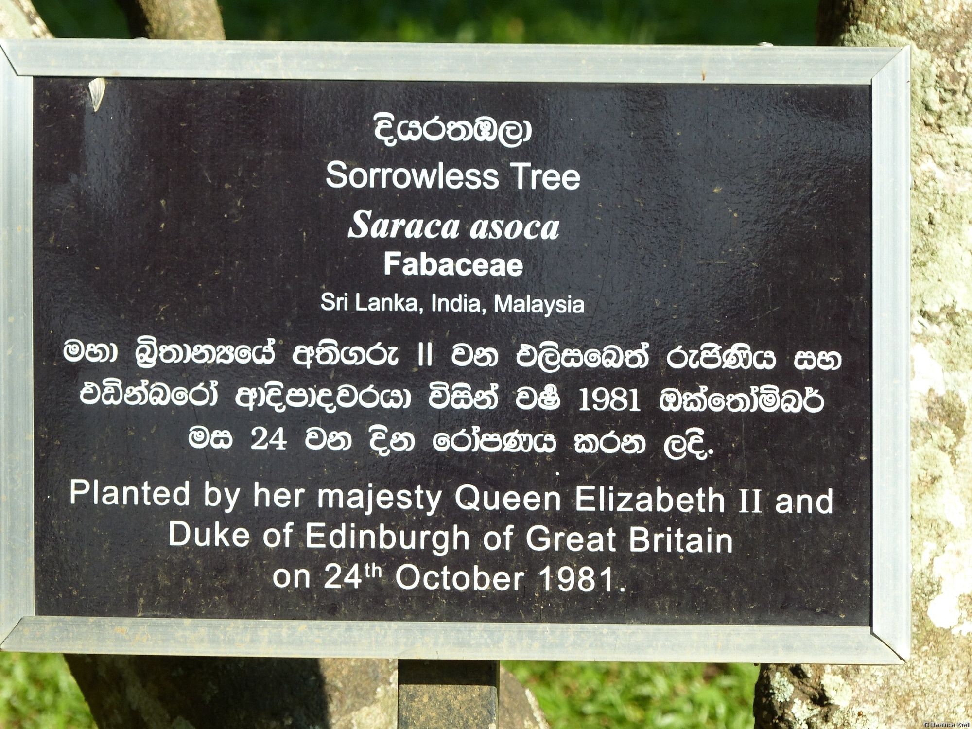 Gedenkbaum gepflanzt von der Königin von England