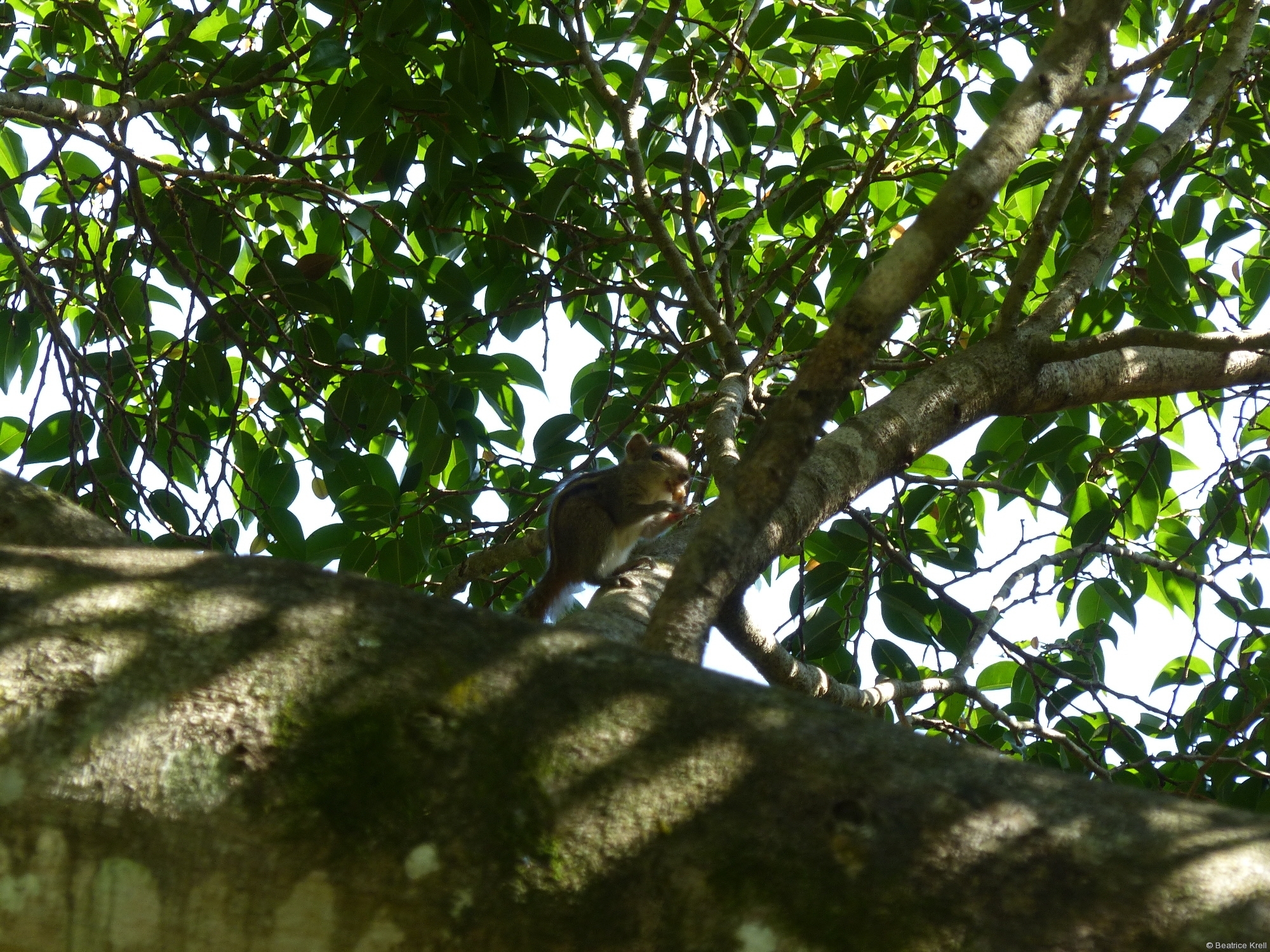 Kleine Streifenhörnchen wuselten auch durch den Botanischen Garten.